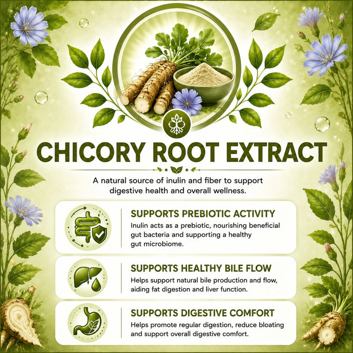 Chicory Root Extract